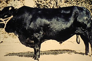 <span class="mw-page-title-main">Drakensberger</span> South African breed of cattle