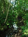 The Draught Burn in the Old Wood near the ice house. The bridge at the Lugton Water path has crude vermiculate ashlar work on its arch.