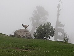 A Himalayan vulture on a foggy day