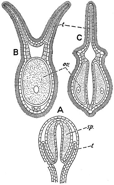 File:EB1911 Hydromedusae - Gonophores of Dicoryne conferta.jpg