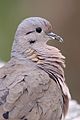 Eared Dove (4303095562).jpg