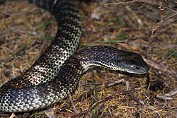 Eastern Tiger Snake (Notechis scutatus) (8398218886).jpg