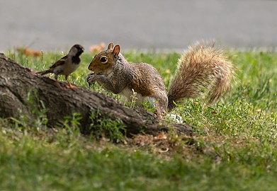 Eastern gray squirrel (Sciurus carolinensis) with house sparrow in the foreground, Boston Common, Boston, Massachusetts, US