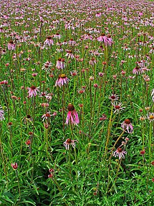 Echinacea pallida Habitus