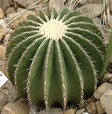 Echinocactus ingens3.jpg