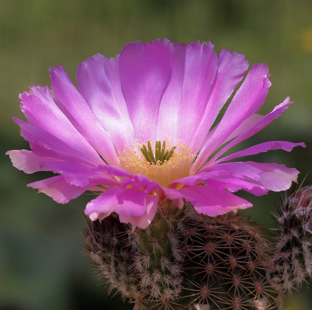 Эхиноцереус жестчайший Echinocereus rigidissimus