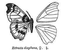EctroctaDiaphana.png