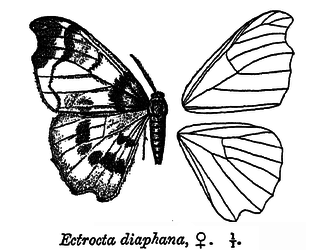 <i>Rondotia diaphana</i> Species of moth