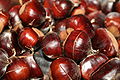 Chestnuts of Castanea sativa