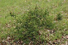 Young hawthorn shrub, heavily browsed upon by cattle and therefore shaped. A young dogwood bush inside benefits from the hawthorn's thorn protection. Eingriffeliger Weissdorn, Crataegus monogyna.jpg