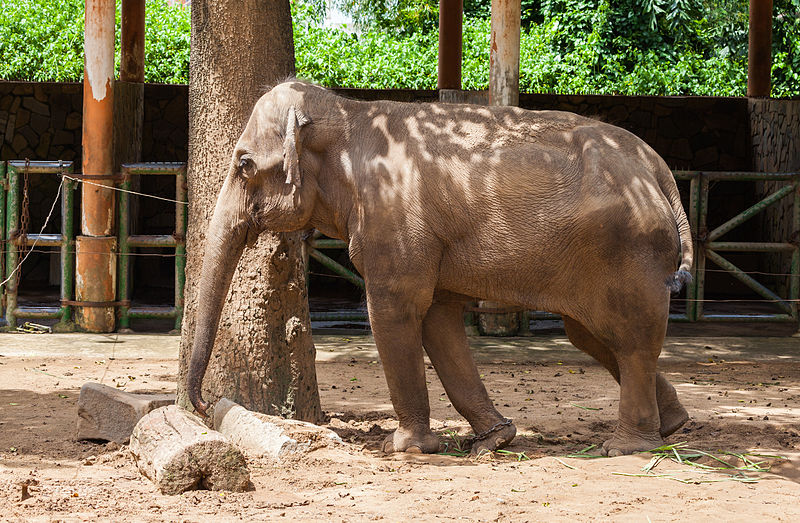 File:Elefante asiático (Elephas maximus), Zoo de Ciudad Ho Chi Minh, Vietnam, 2013-08-14, DD 01.JPG