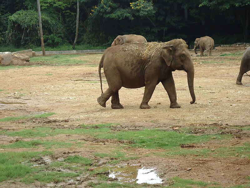 File:Elephants in Mysore Zoo.JPG