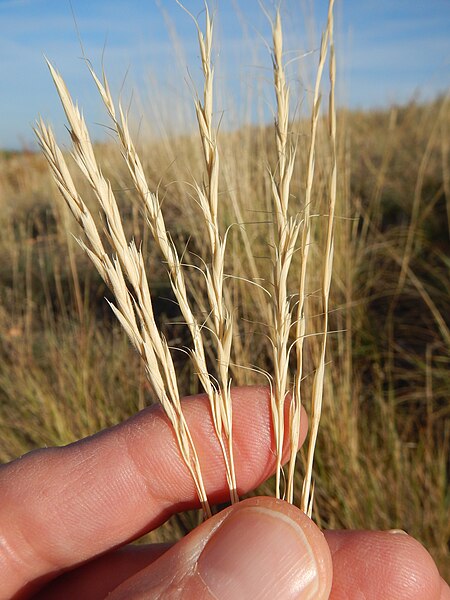 File:Elymus albicans (21654531996).jpg