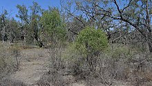 Semi-arid woodlands Emu Bush (15301764483).jpg