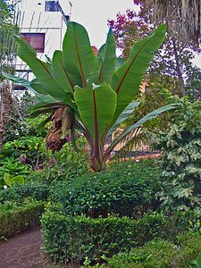 Ensete ventricosum Habitus