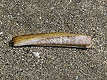 Thumbnail for Atlantic jackknife clam