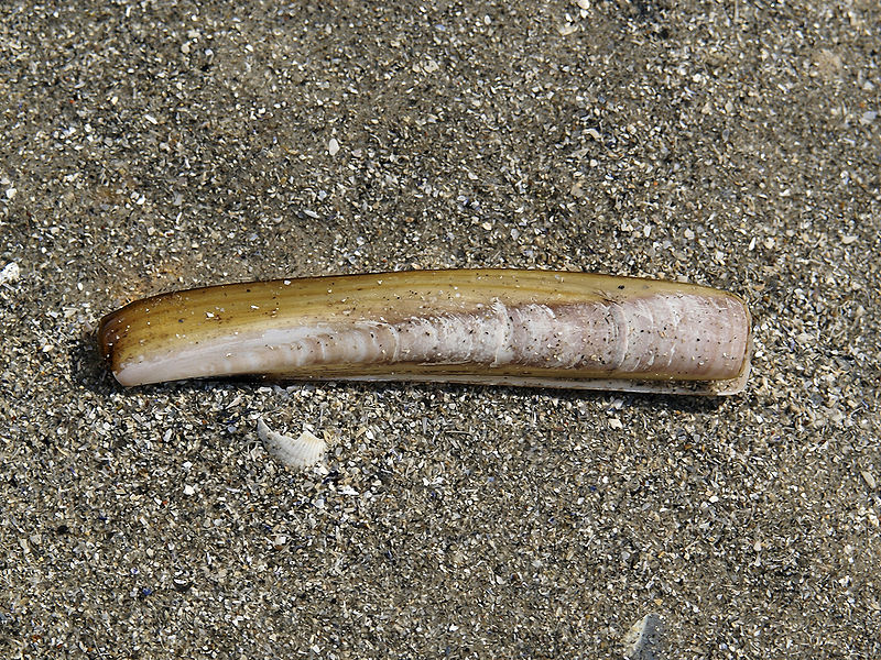 File:Ensis directus.jpg