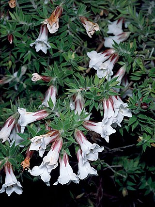 <i>Epacris hamiltonii</i> Species of flowering plant