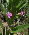 Thumbnail for Epilobium densiflorum