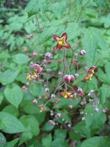 Az Epimedium alpinum virágai és levelei