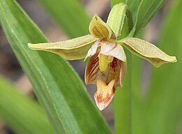 Stream orchid (Epipactis gigantea) single flower closeup