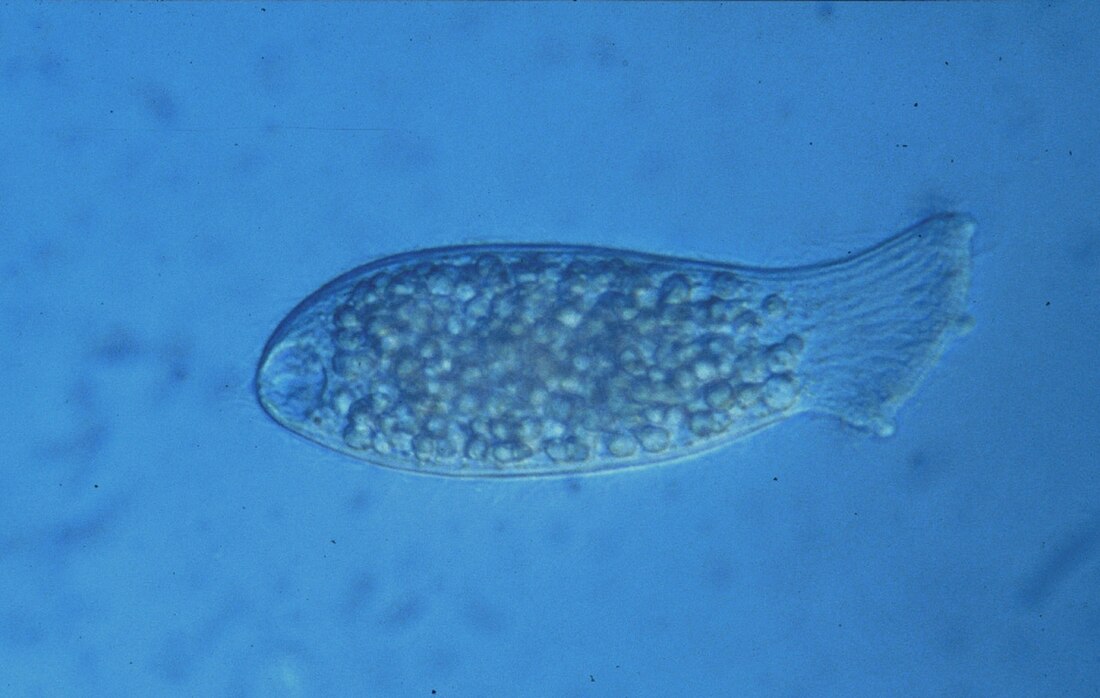 Alveolata