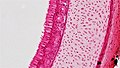 Epithelial Tissues Pseudostratified Columnar Epithelium (41783111911).jpg