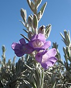 Eremophila nivea