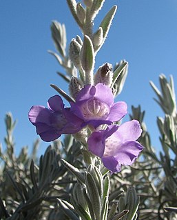 <i>Eremophila nivea</i> Species of flowering plant