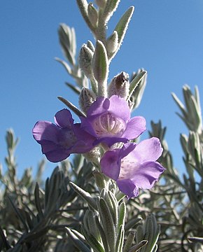 Beskrivelse av bildet Eremophila nivea.jpg.