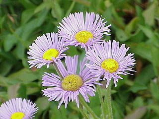 <i>Erigeron glabellus</i> North American species of flowering daisy