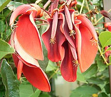 Fleur de Ceibo (Erythrina crista-galli).