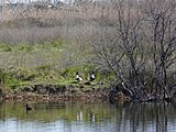 Català: El Remolar-Filipines o Pas de les Vaques (Baix Llobregat) (El Prat de Llobregat, Sant Boi de Llobregat, Viladecans). Desembocadures històriques de rius i rieres. This is a a photo of a wetland in Catalonia, Spain, with id: IZHC-08001104 Object location 41° 17′ 02.4″ N, 2° 03′ 54″ E  View all coordinates using: OpenStreetMap