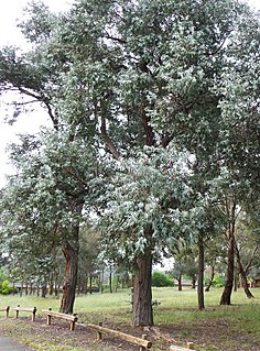 <i>Eucalyptus cinerea</i> species of plant