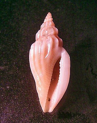 <i>Eucithara</i> Genus of gastropods