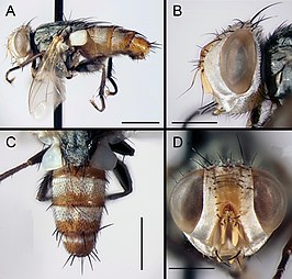 Eumacronychia persolla