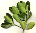 Thumbnail for Euonymus japonicus