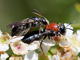 Euryglossa adelaidae, самка