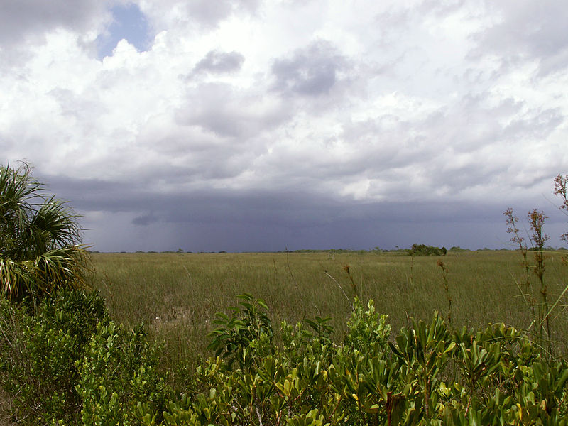 File:Everglades storm.JPG