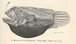 Dermatias platynogaster