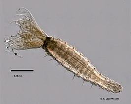 Fabricia stellaris