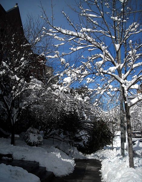 File:Fallen tree - Blizzard of 2010.JPG