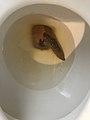 Fecal poop.jpg