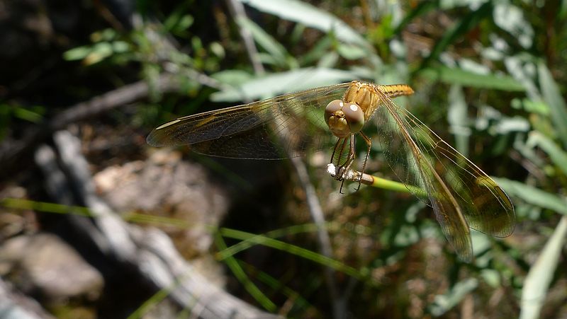 File:Female Scarlet Percher head on (12007762975).jpg