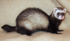 Europeisk polecat