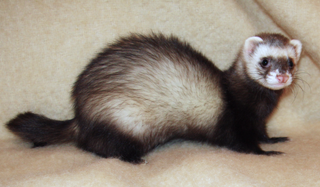 Ferret subspecies of mammal