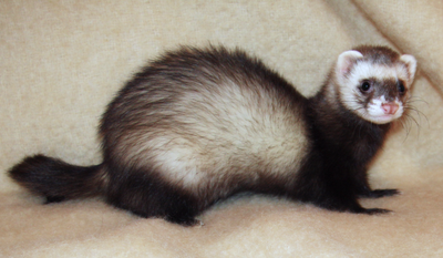 Ferret (Mustela furo)