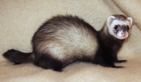 Ferret 2008.png