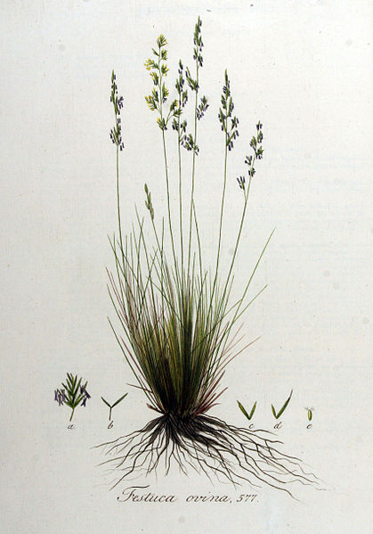 File:Festuca ovina — Flora Batava — Volume v8.jpg