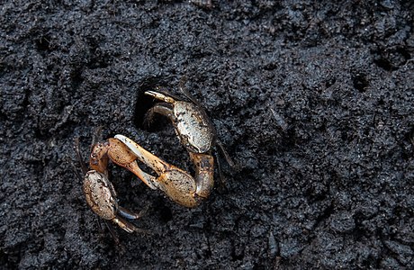 Fiddler crabs fighting in La Restinga